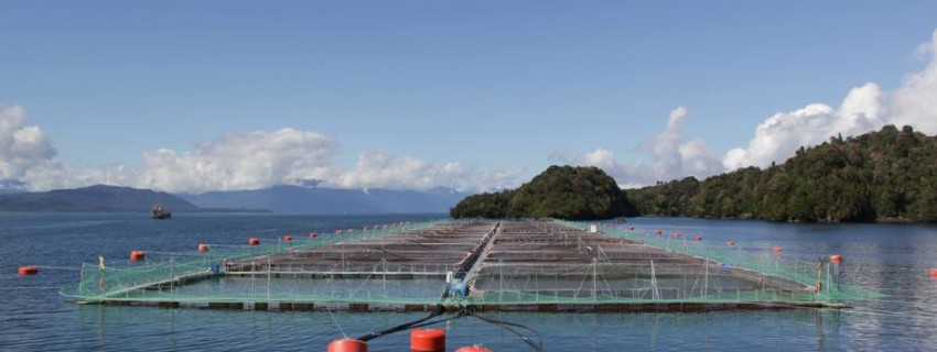 COMISIÓN DE PESCA ANALIZÓ LA SITUACIÓN DEL CULTIVO DE SALMONES Y PESCA DE ANCHOVETA | Abogados Puerto Montt - Bufete de Abogados Puerto Montt