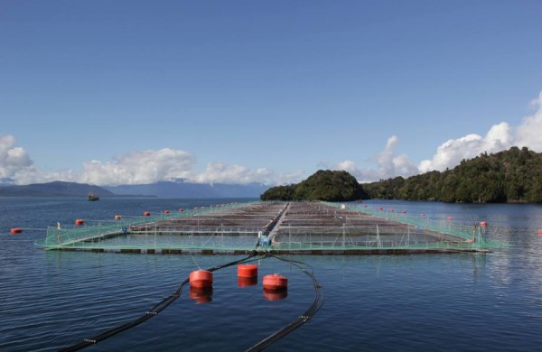 COMISIÓN DE PESCA ANALIZÓ LA SITUACIÓN DEL CULTIVO DE SALMONES Y PESCA DE ANCHOVETA | Abogados Puerto Montt - Bufete de Abogados Puerto Montt COMISIÓN DE PESCA ANALIZÓ LA SITUACIÓN DEL CULTIVO DE SALMONES Y PESCA DE ANCHOVETA | Abogados Puerto Montt - Bufete de Abogados Puerto Montt
